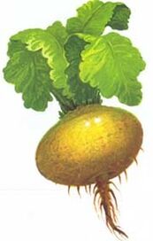 Rübe